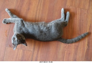 Brian Bell and my kitten Devin