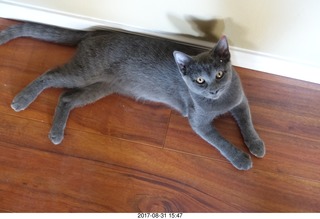 my kitten Devin on my cold slab floor