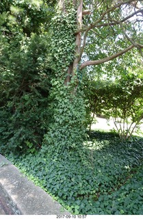 ivy covered tree