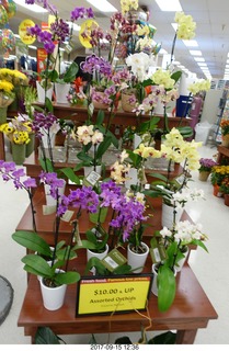 orchids at Fry's market