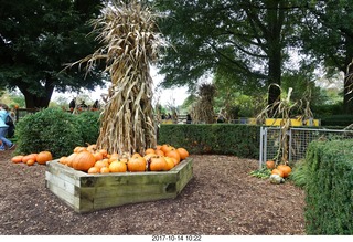 136 9ue. Longwood Gardens - pumpkins