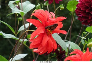 Longwood Gardens - flowers - butterly