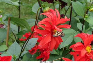 149 9ue. Longwood Gardens - flowers - butterly