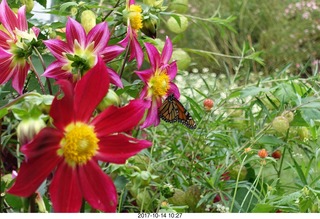 Longwood Gardens - flowers