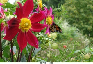 119 9ue. Longwood Gardens - flowers - butterfly