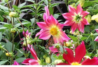 120 9ue. Longwood Gardens - flowers - butterfly