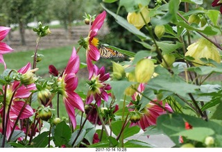 123 9ue. Longwood Gardens - flowers - butterfly