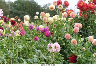 160 9ue. Longwood Gardens - flowers