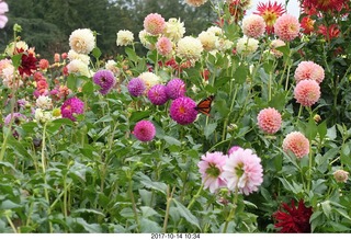 Longwood Gardens - flowers