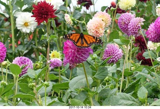 Longwood Gardens - flowers - butterfly