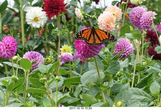 127 9ue. Longwood Gardens - flowers - butterfly