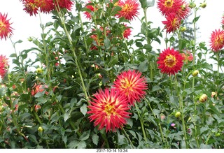 166 9ue. Longwood Gardens - flowers