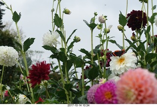 167 9ue. Longwood Gardens - flowers