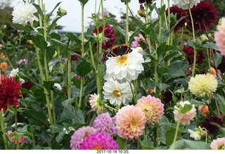 169 9ue. Longwood Gardens - flowers