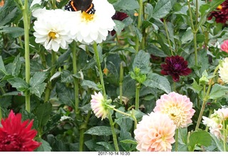 130 9ue. Longwood Gardens - flowers - butterfly