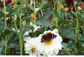 131 9ue. Longwood Gardens - flowers - butterfly