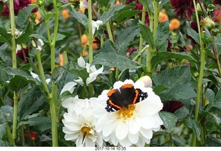 132 9ue. Longwood Gardens - flowers - butterfly