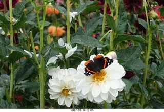 134 9ue. Longwood Gardens - flowers - butterfly