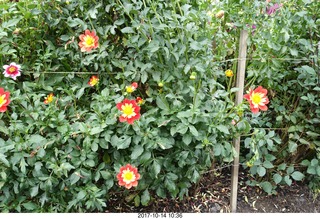 176 9ue. Longwood Gardens - flowers