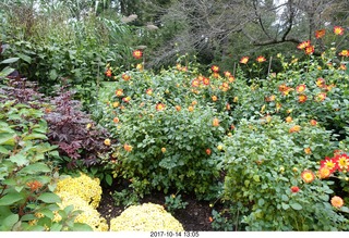 233 9ue. Longwood Gardens - flowers