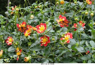 237 9ue. Longwood Gardens - flowers