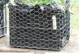 Betsy's yard - wire mesh