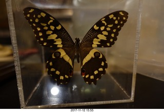 136 9uw. my butterfly in a plastic case