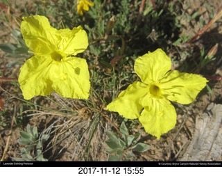 pictures from bryce-canyon sd-card - flowers