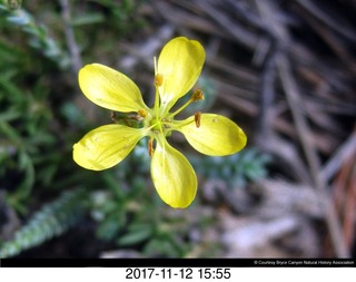 pictures from bryce-canyon sd-card - flower