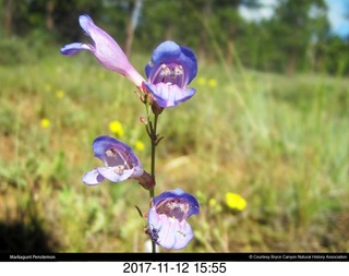 pictures from bryce-canyon sd-card