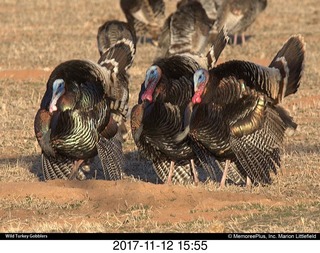 pictures from bryce-canyon sd-card - flowers