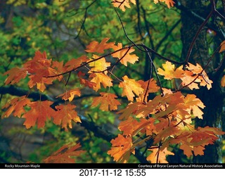 pictures from bryce-canyon sd-card - flower