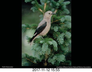 pictures from bryce-canyon sd-card - flower