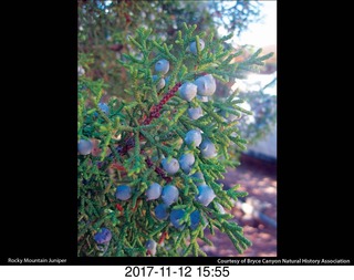 pictures from bryce-canyon sd-card