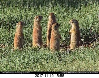 pictures from bryce-canyon sd-card  - animals