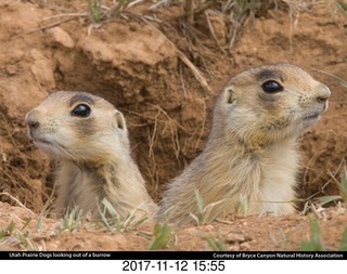 pictures from bryce-canyon sd-card  - prairie dogs