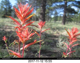 pictures from bryce-canyon sd-card - bird