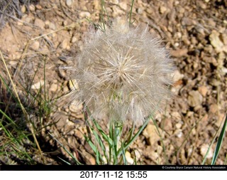 pictures from bryce-canyon sd-card  - prairie dogs