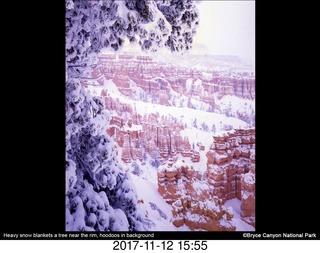 pictures from bryce-canyon sd-card - flower