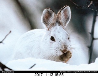 pictures from bryce-canyon sd-card  - rabbit