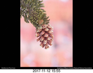 pictures from bryce-canyon sd-card