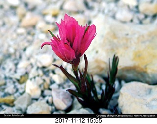 pictures from bryce-canyon sd-card - lodge