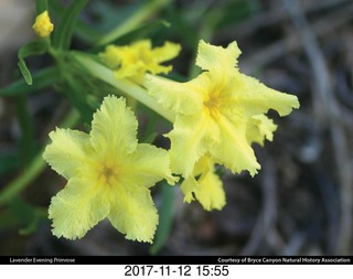 pictures from bryce-canyon sd-card - flower