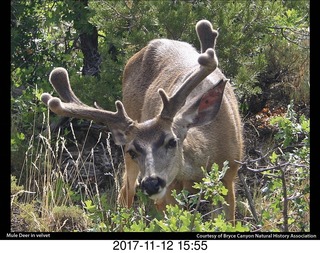 pictures from bryce-canyon sd-card - mule deer