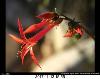 pictures from bryce-canyon sd-card - lizard