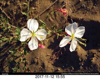 pictures from bryce-canyon sd-card - bus
