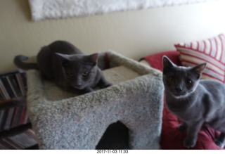 my cats Max, Devin, and Jane at the vet