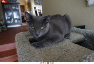 my kitten Jane and my cat Max