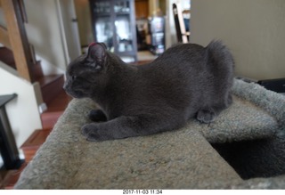 my kitten Jane and my cat Max