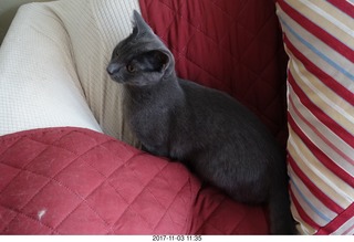 my cats Jane and Devin